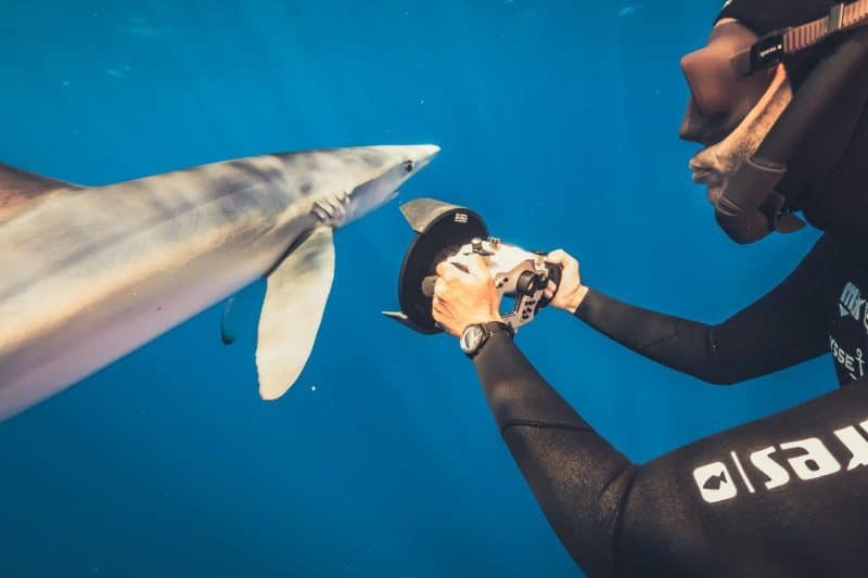 Fred Buyle swimming with sharks wearing the Ulysse Nardin Diver Lemonshark