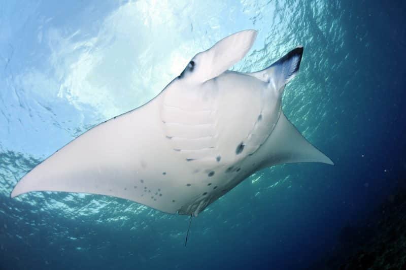 MANTA Trust and Carl F. Bucherer